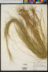 Aristida tuberculosa image