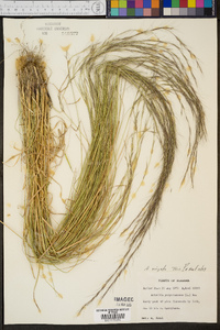 Aristida virgata image