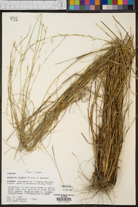 Aristida virgata image