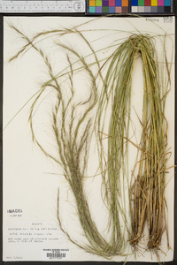 Aristida virgata image