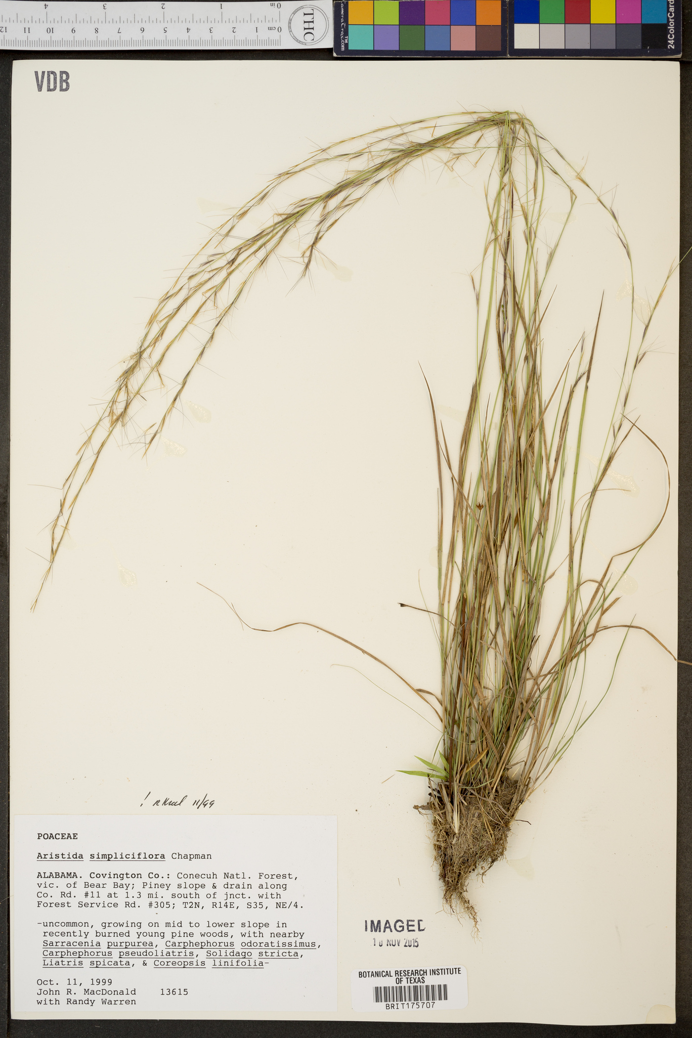 Aristida simpliciflora image