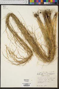 Aristida simpliciflora image