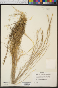 Aristida purpurascens image