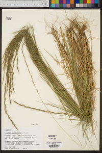 Aristida purpurascens image