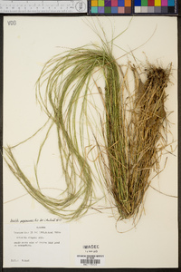 Aristida purpurascens image