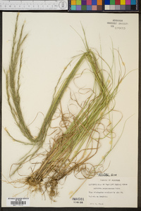 Aristida purpurascens image