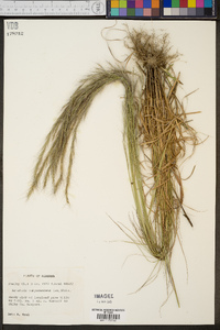 Aristida purpurascens image