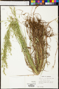 Bromus commutatus image