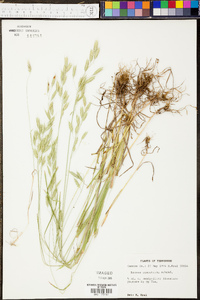 Bromus commutatus image