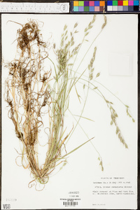 Bromus commutatus image