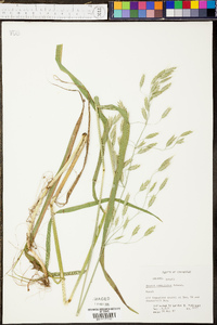 Bromus commutatus image