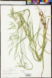 Bromus commutatus image