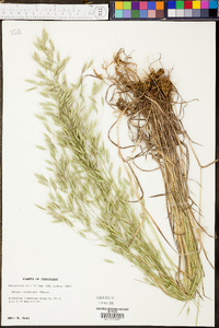 Bromus commutatus image