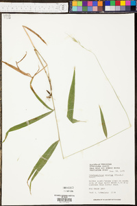 Panicum sadinii image