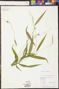 Panicum sadinii image