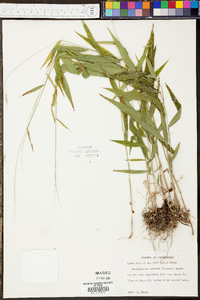 Panicum condensum image