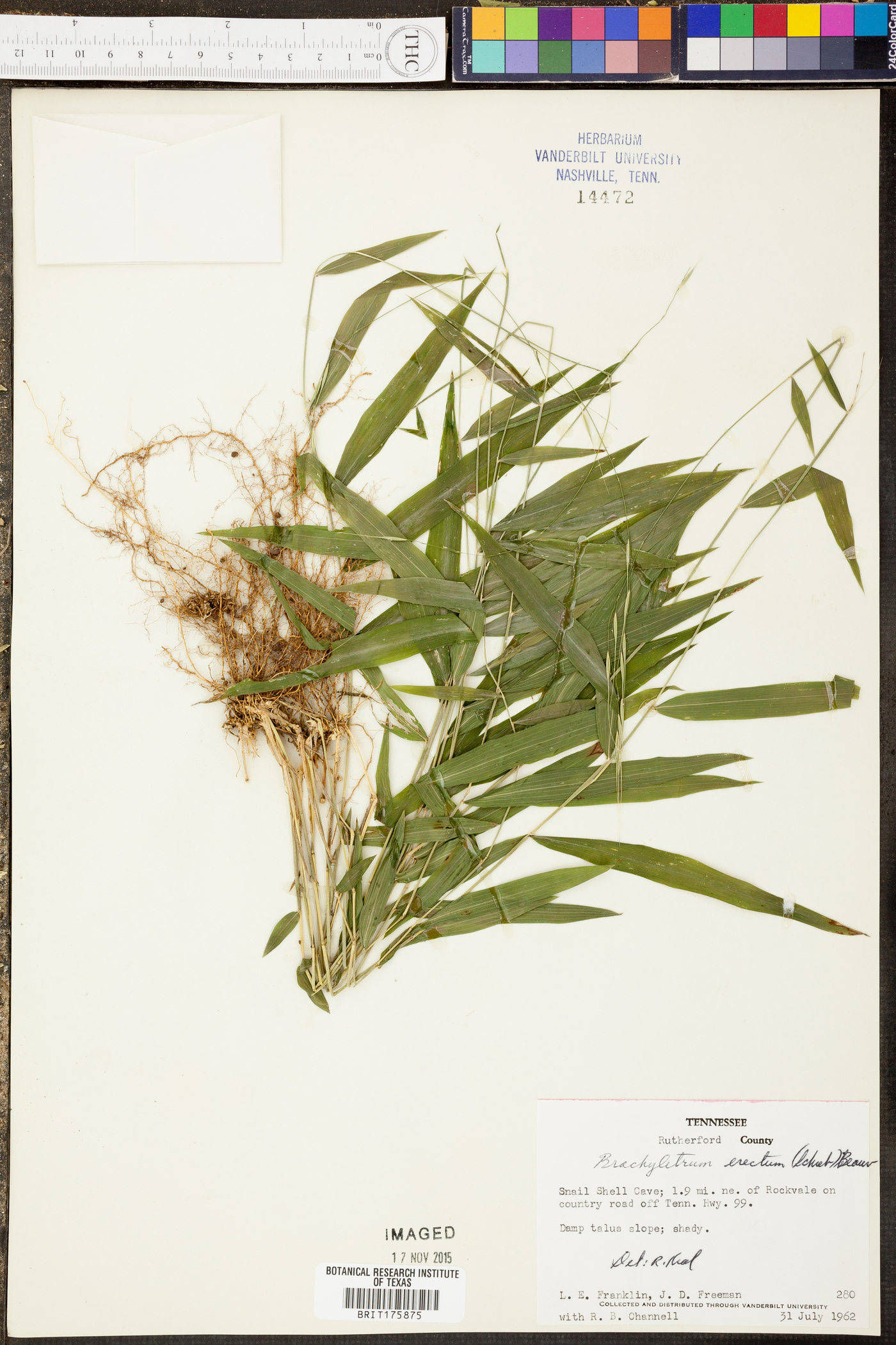 Panicum condensum image