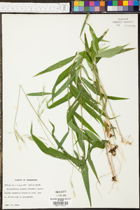 Panicum condensum image