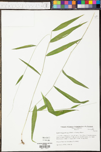 Panicum amarum image