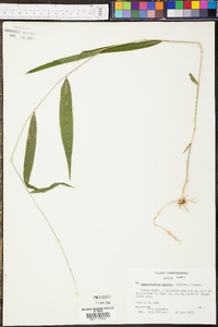 Panicum amarum image