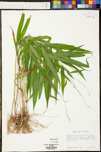 Panicum condensum image