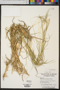 Bothriochloa ischaemum image