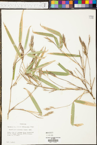 Panicum clandestinum image