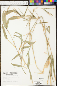 Panicum clandestinum image