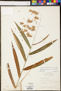 Chasmanthium latifolium image