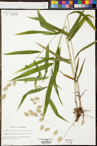 Chasmanthium latifolium image