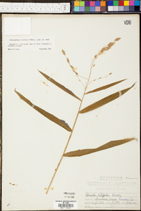 Chasmanthium latifolium image