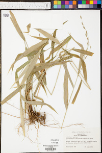 Chasmanthium latifolium image