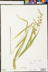 Chasmanthium latifolium image