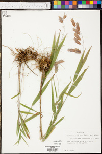 Chasmanthium latifolium image