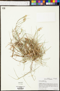 Cenchrus spinifex image