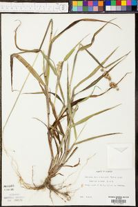 Cenchrus brownii image