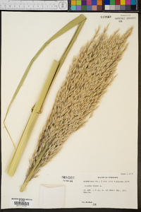 Arundo donax image