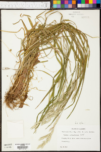 Bromus catharticus image