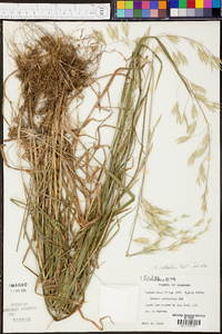 Bromus catharticus image