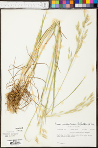 Bromus commutatus image