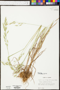 Bromus commutatus image