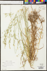 Bromus commutatus image