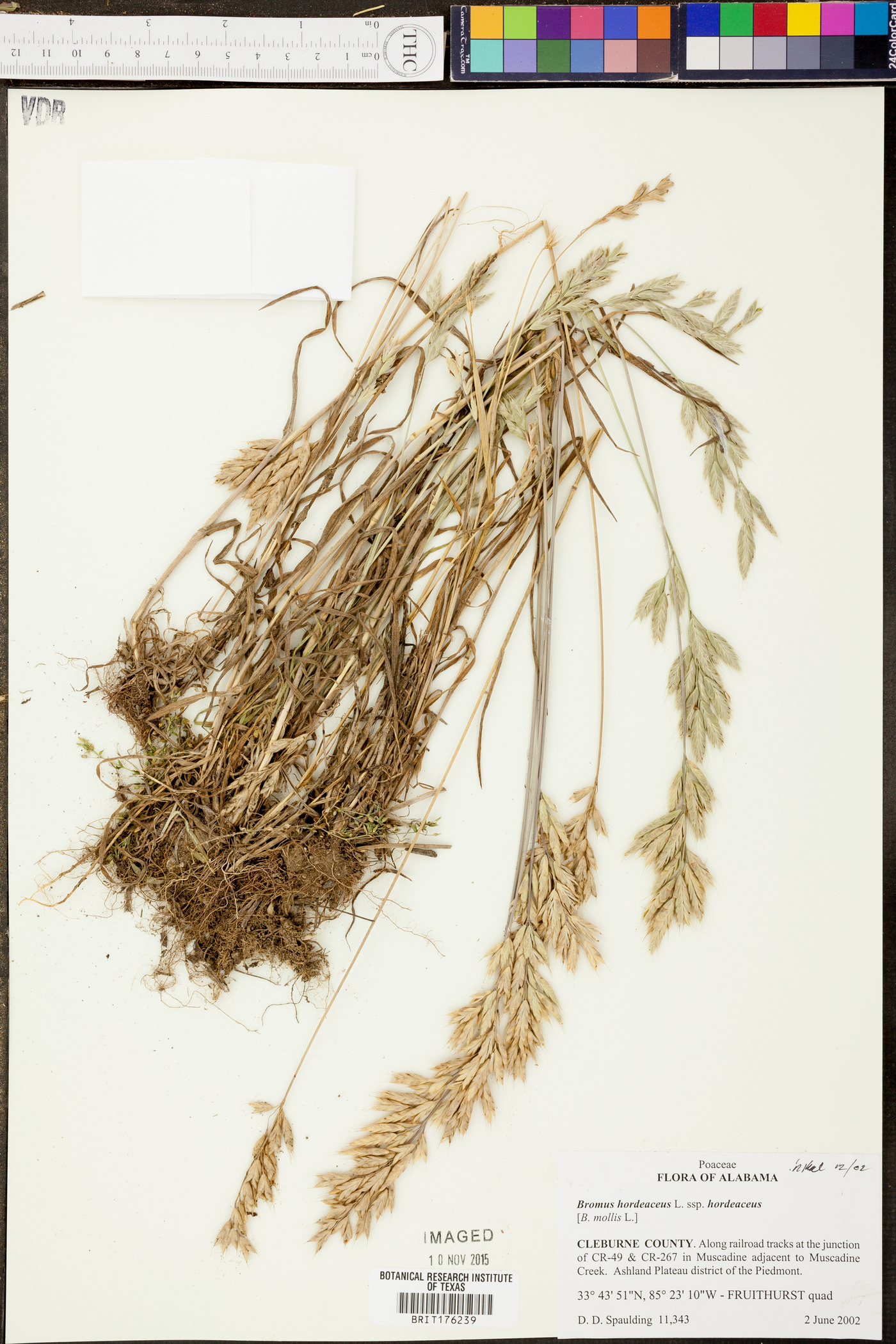 Bromus hordeaceus subsp. hordeaceus image