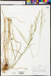 Bromus racemosus image