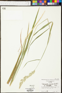 Calamagrostis cinnoides image