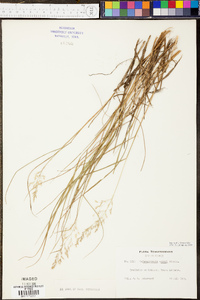 Calamagrostis cainii image