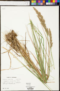 Calamagrostis cinnoides image