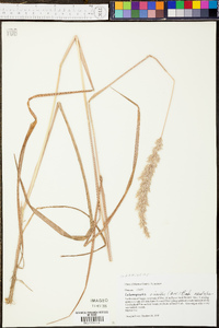 Calamagrostis cinnoides image