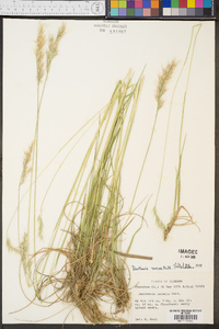 Danthonia sericea image