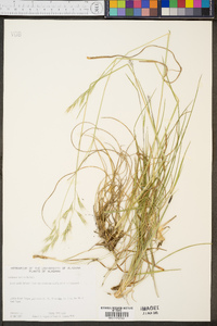 Danthonia sericea image